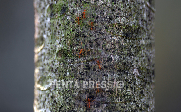 pentapress
