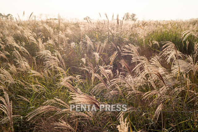 pentapress