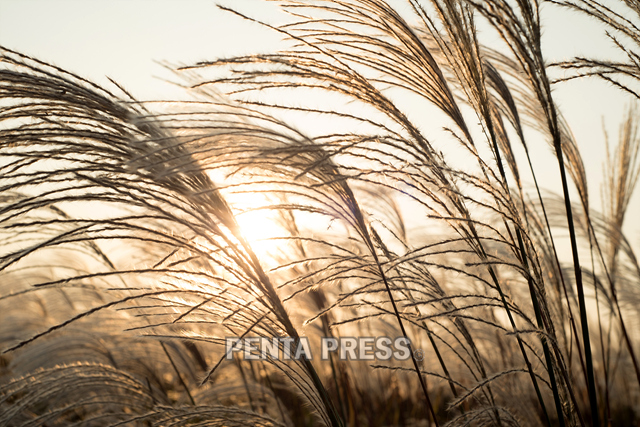 pentapress