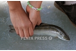 pentapress