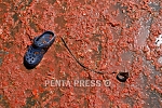 pentapress