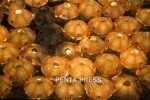 pentapress