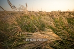 pentapress