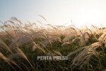 pentapress