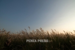 pentapress