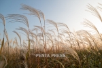 pentapress