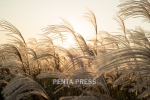 pentapress