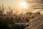 pentapress