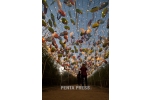 pentapress
